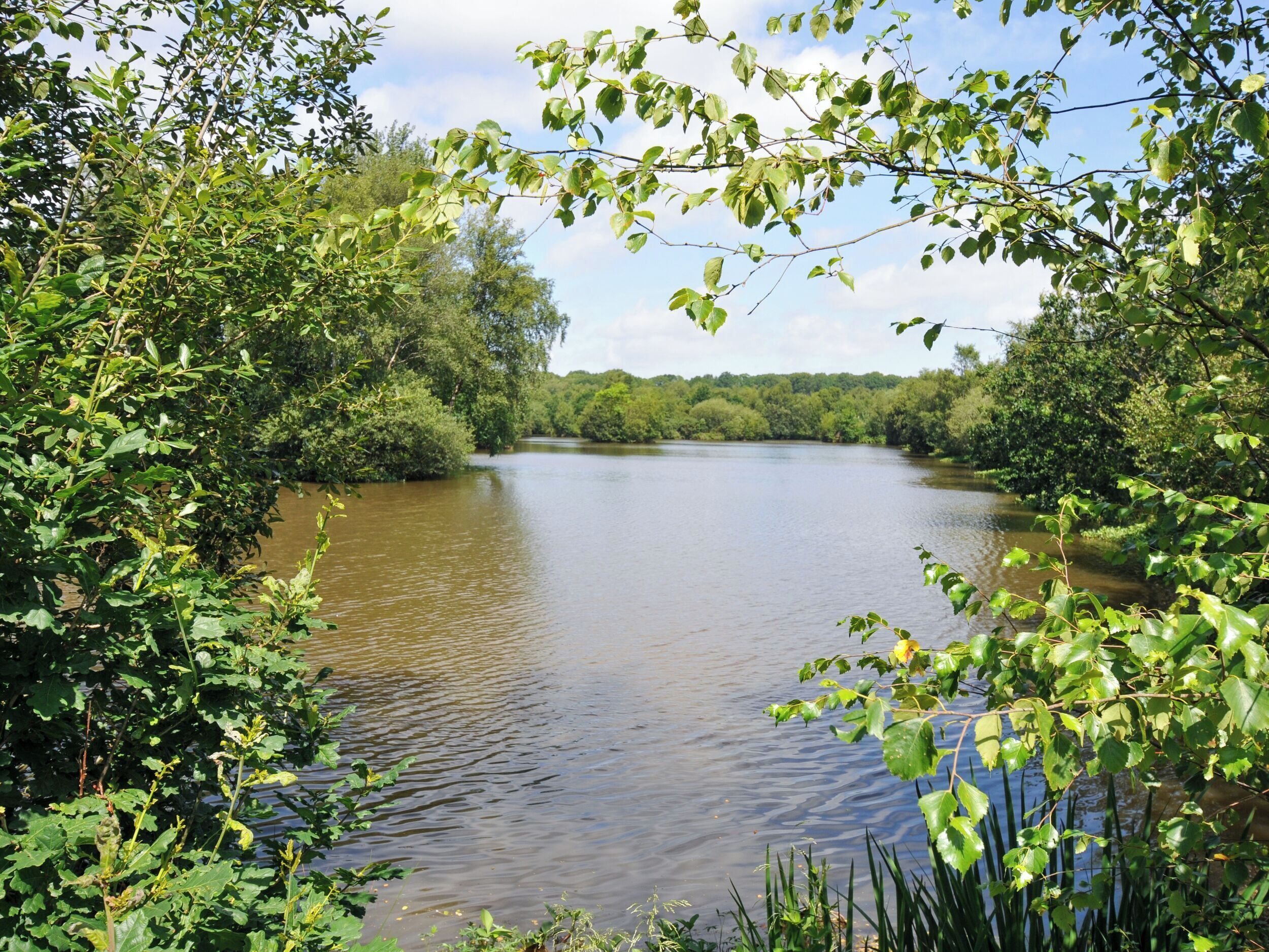 A river surrounded by dense greenery.