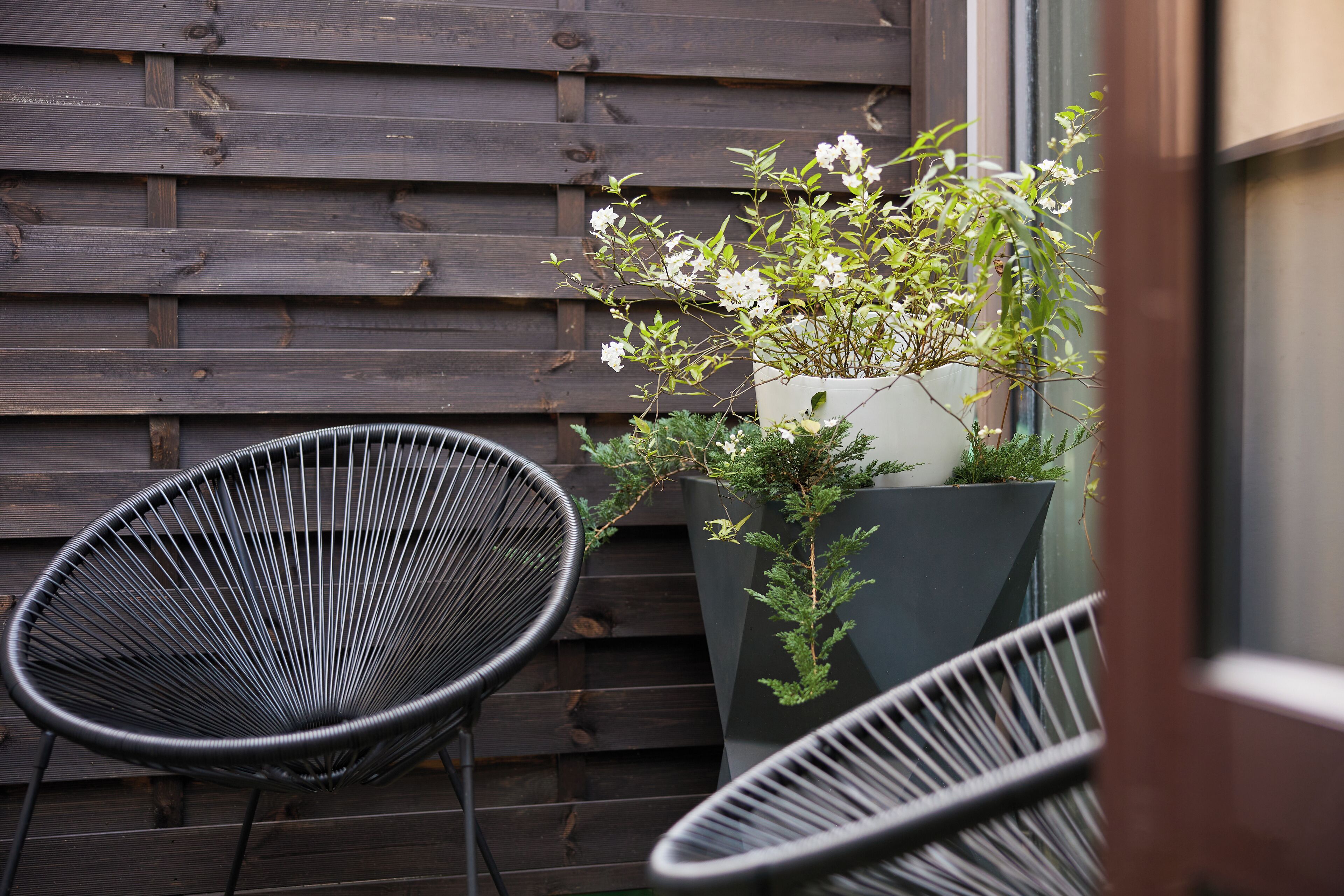A wooden wall with two black wire chairs and a potted plant with white flowers.