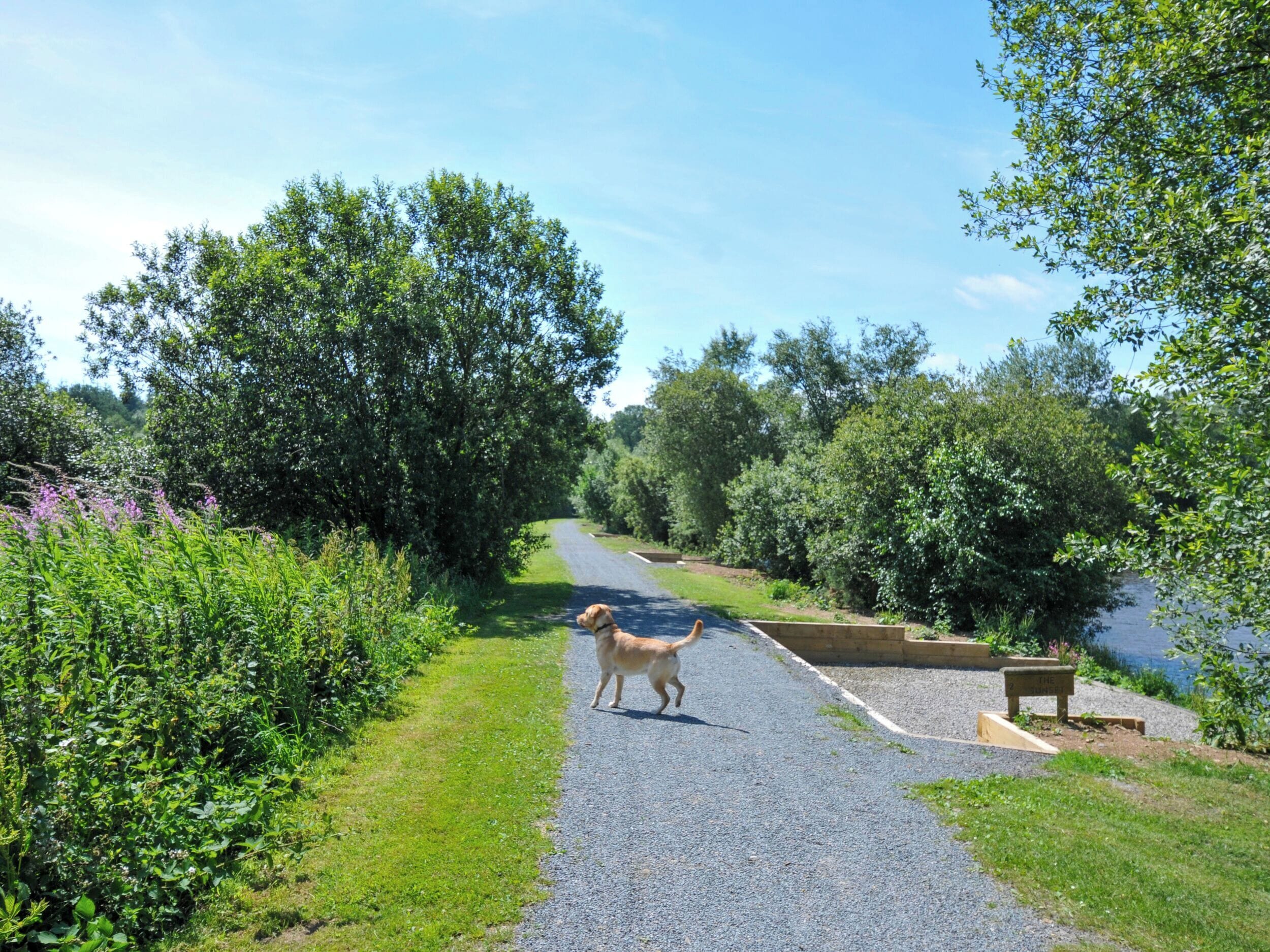 A gravel path alongside a body of water, bordered by dense greenery and trees.