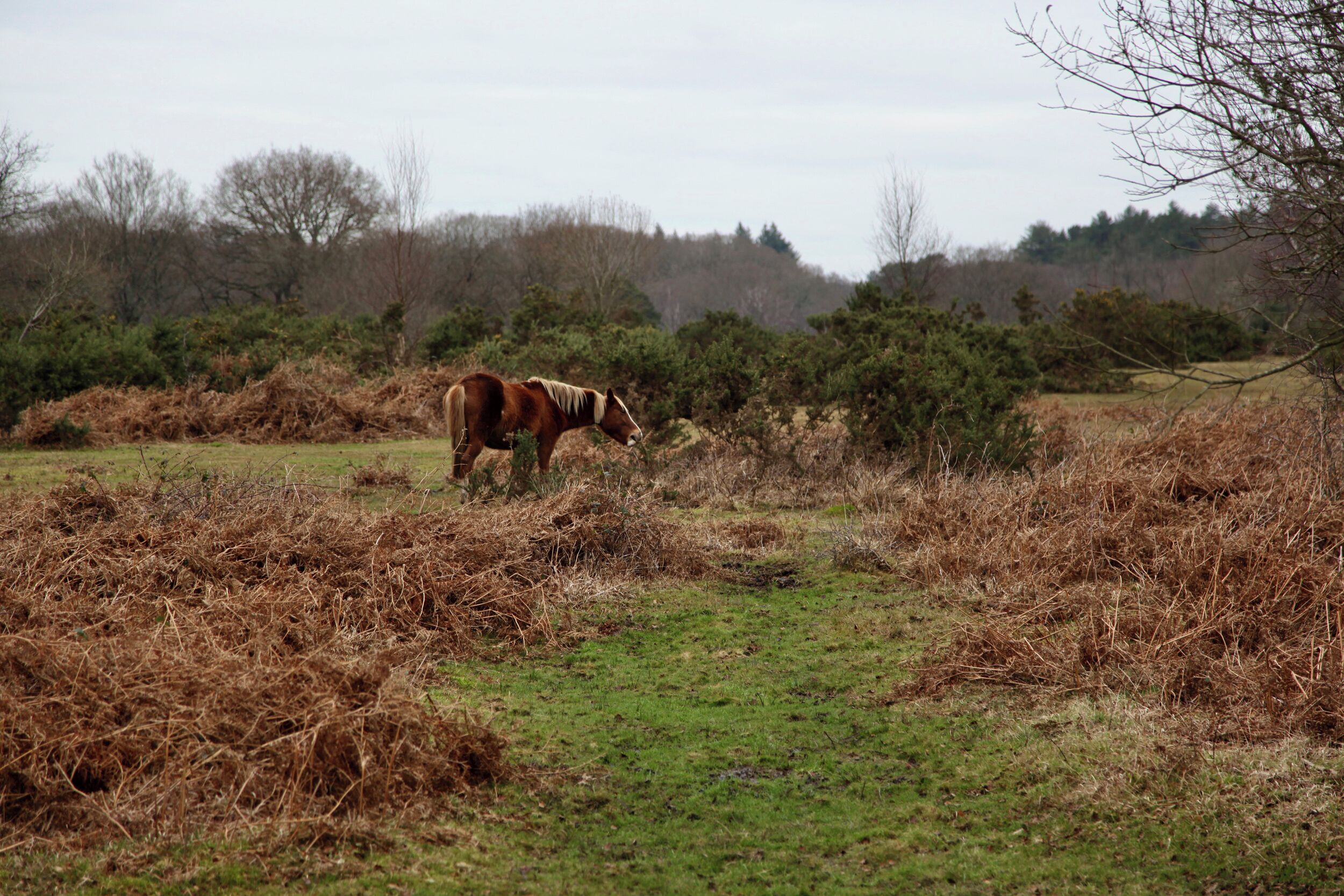 Un caballo pastando en un campo con poca vegetación y árboles al fondo.