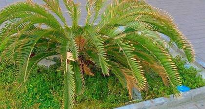 Alfursan Almotahida Hotel Alhamraa dist