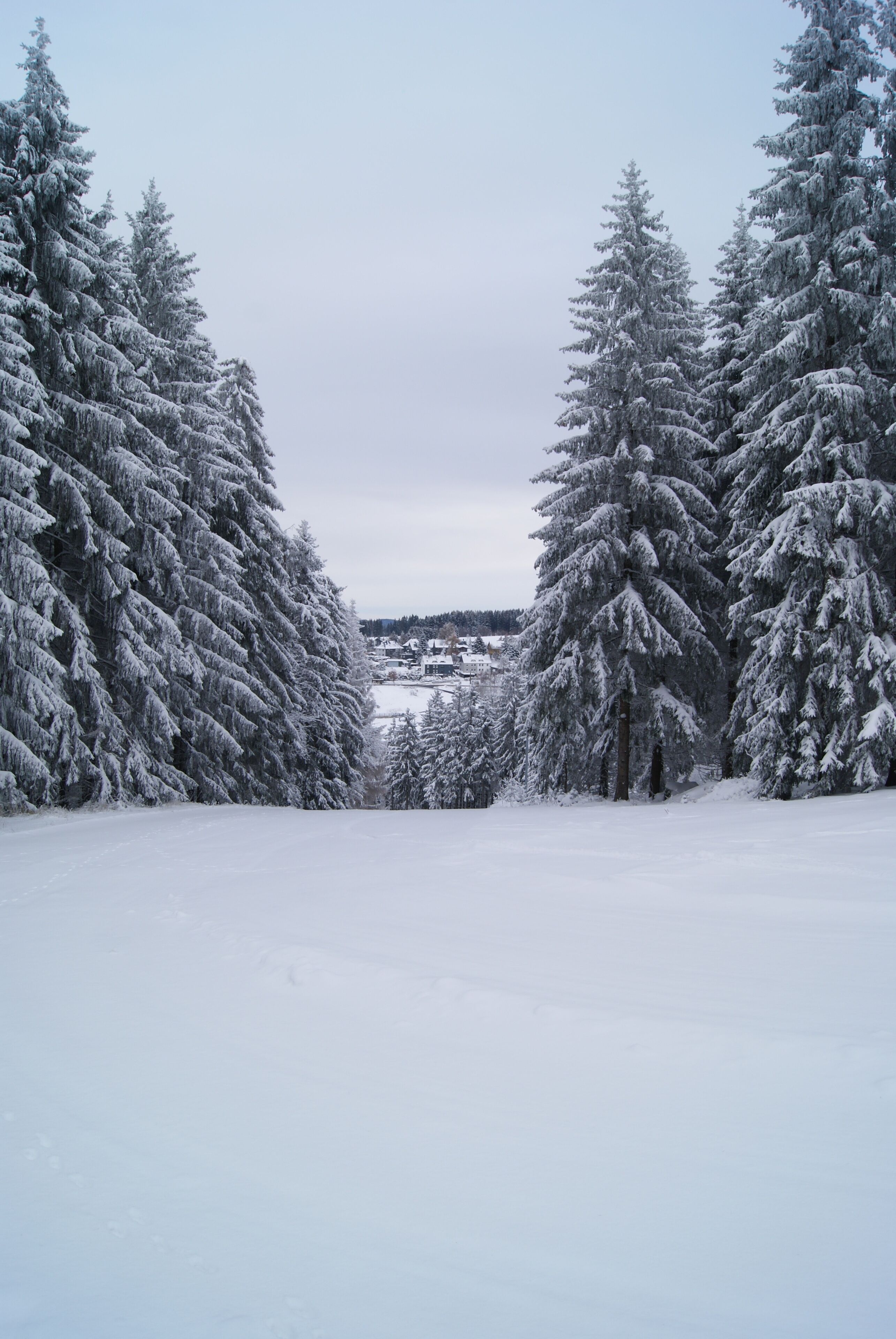 Paesaggio innevato con alberi sempreverdi fitti e vista chiara su un paese lontano.
