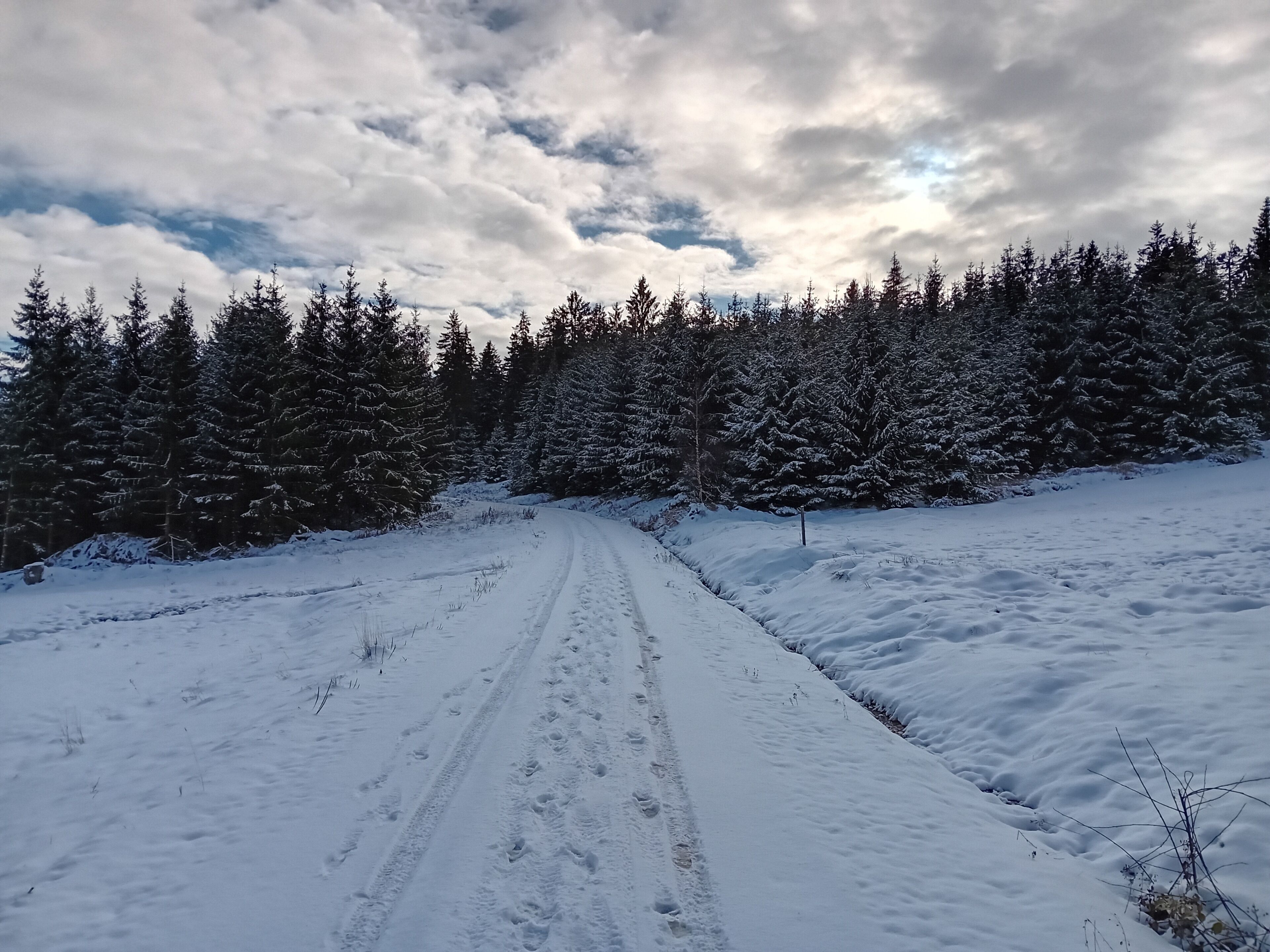 En sti dækket af sne, der snor sig gennem en skov.