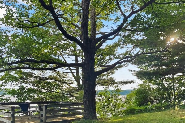 A large tree with a wooden deck and a bench.