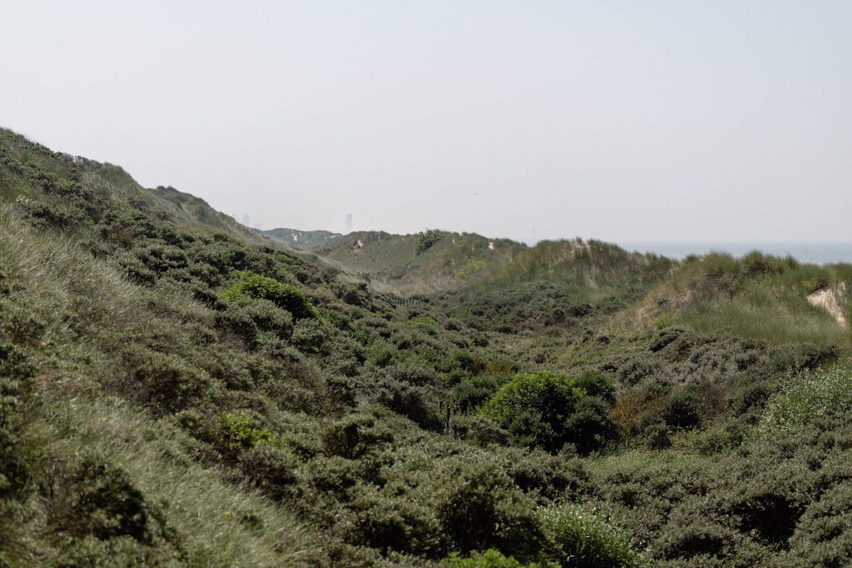 A hilly landscape with dense vegetation and a distant view of a city skyline.