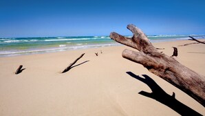 Una playa con madera a la deriva y un cielo azul despejado.