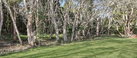 A well-maintained grassy area with trees and a wooden bench.