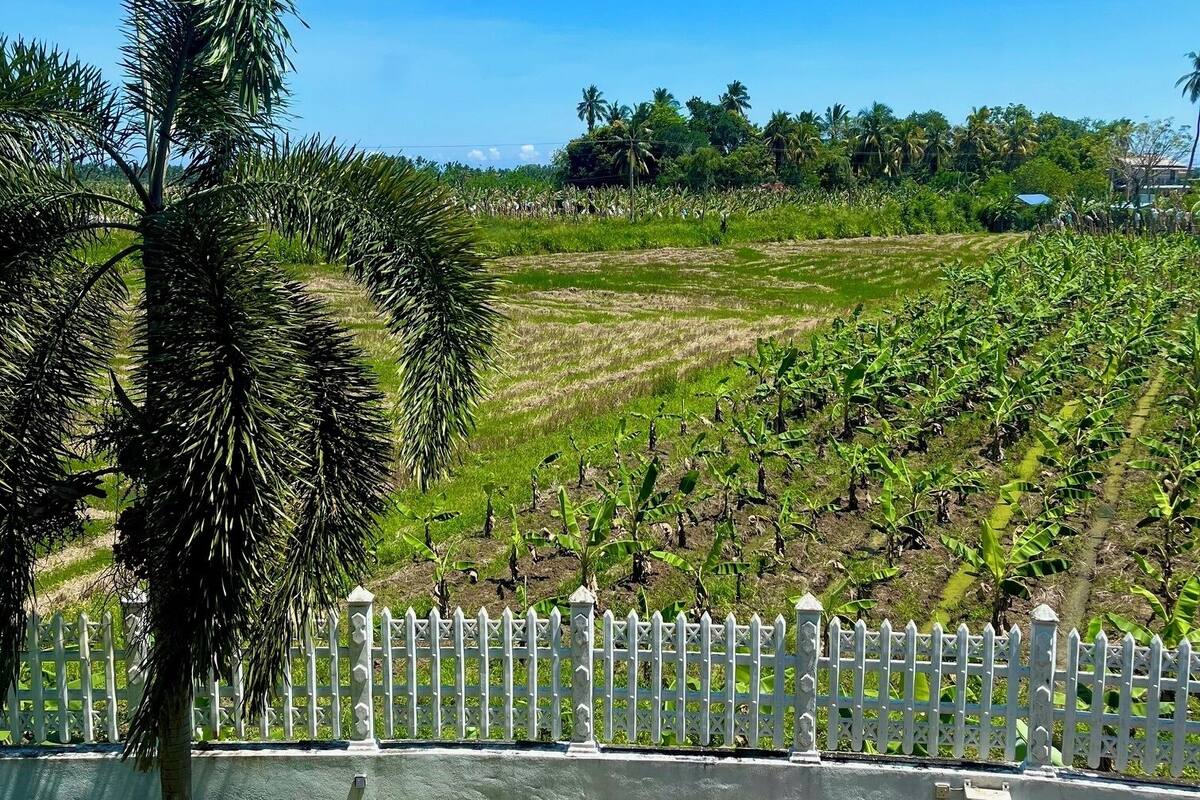 A view of a landscaped area with a white picket fence, a palm tree, and rows of banana plants.