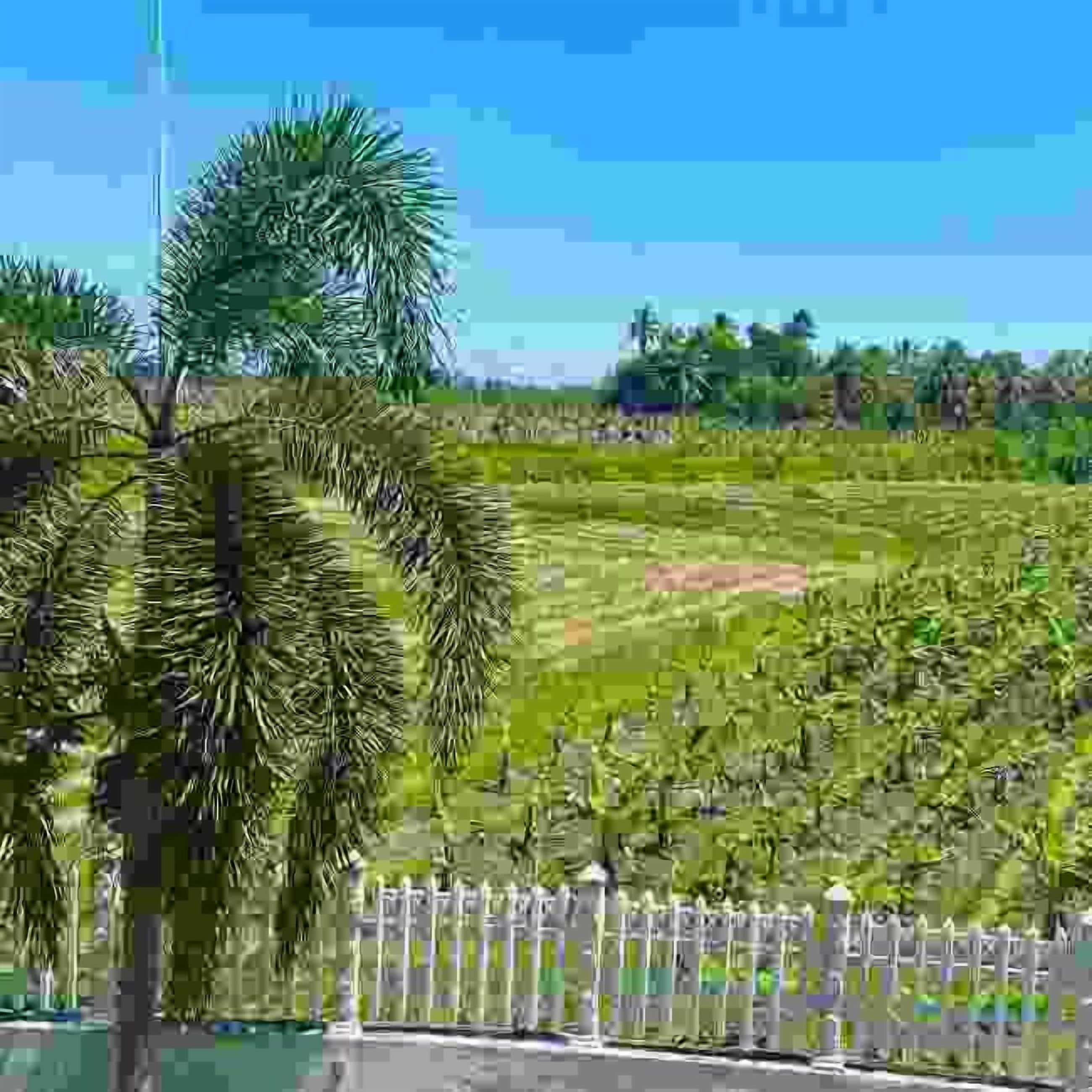 A view of a fenced area with palm trees and a field.