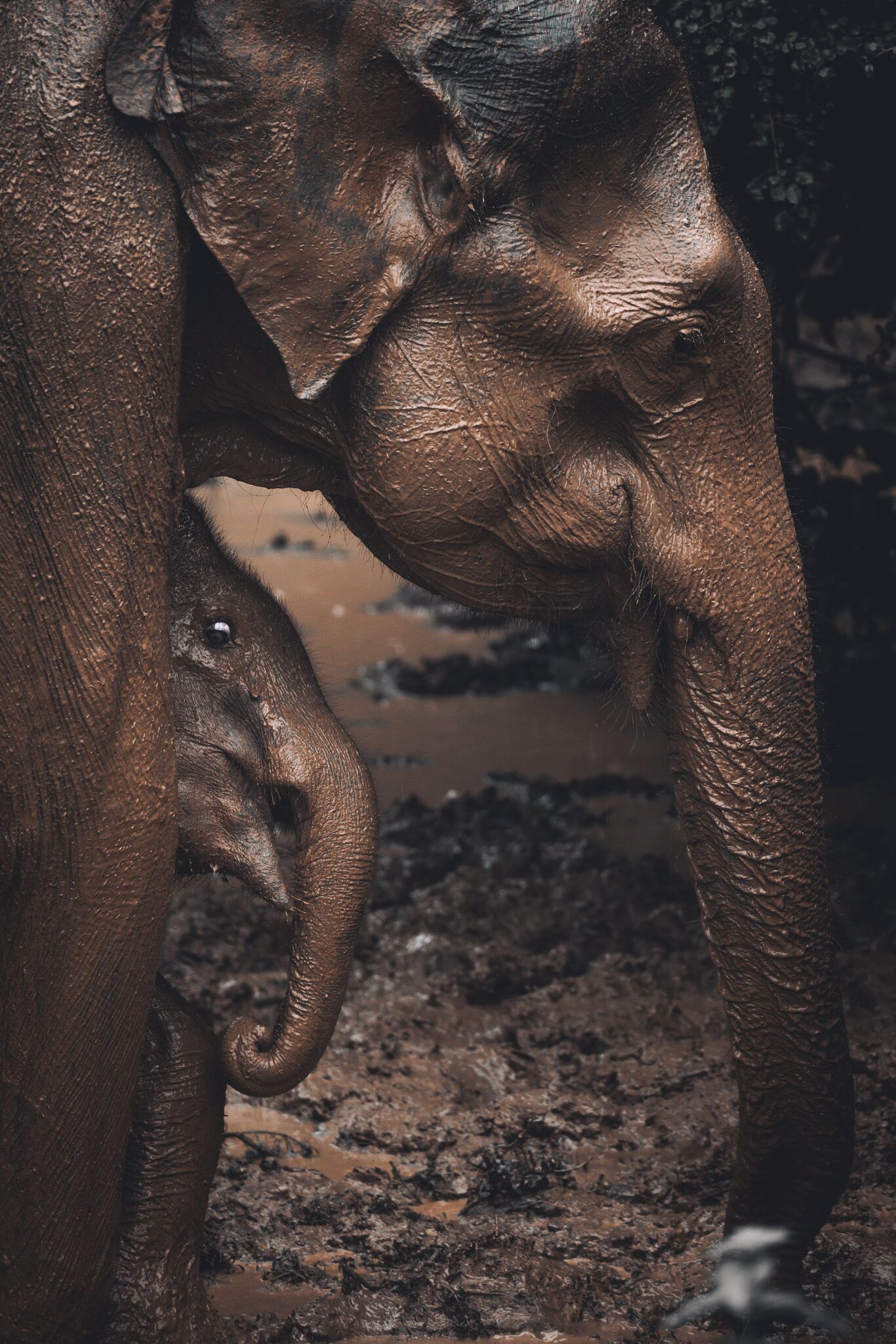 A close-up of an elephant's trunk and tusks.