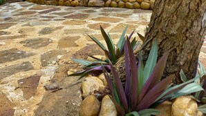 A stone patio with a tree and plants, a stone wall with pebbles, and a black metal gate. - Wild Safari Nest Udawalawe  (Udawalawe)