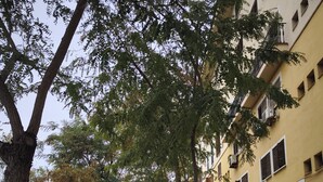 Une rue bordée d’arbres, avec des voitures garées, un café et un bâtiment sur lequel on peut lire l’inscription « Cafétéria – Glaciers ».