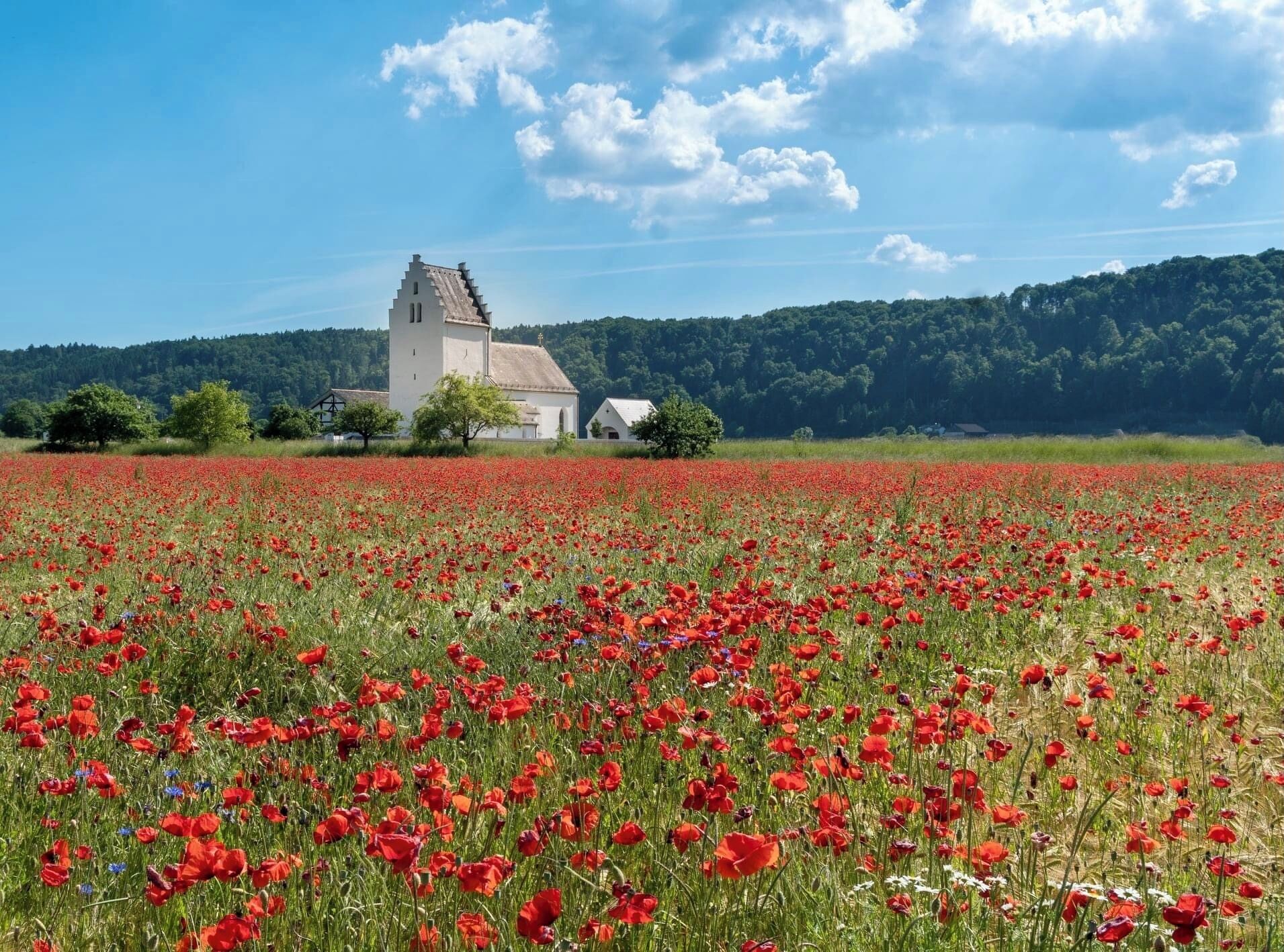 Una iglesia blanca con un campanario rodeada por un campo de amapolas rojas.