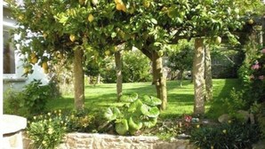 Un jardín con muro de piedra, césped y árboles.