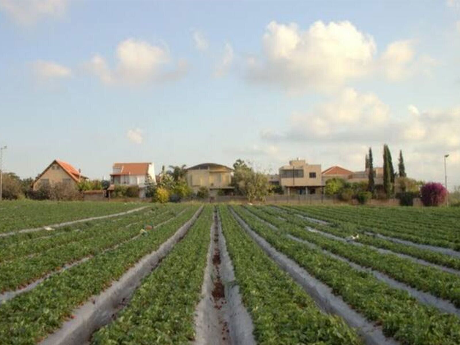 Paisaje rural con campos de cultivo y edificios residenciales.