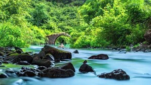 Ein Fluss mit einer Steinbrücke, umgeben von üppigem Grün.