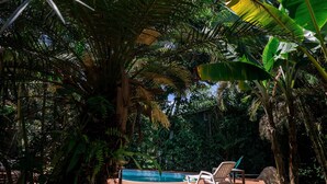 A pool area surrounded by lush tropical foliage, including palm trees and ferns. - Seahouse Beachfront B&B with Pool (Bocas del Toro)