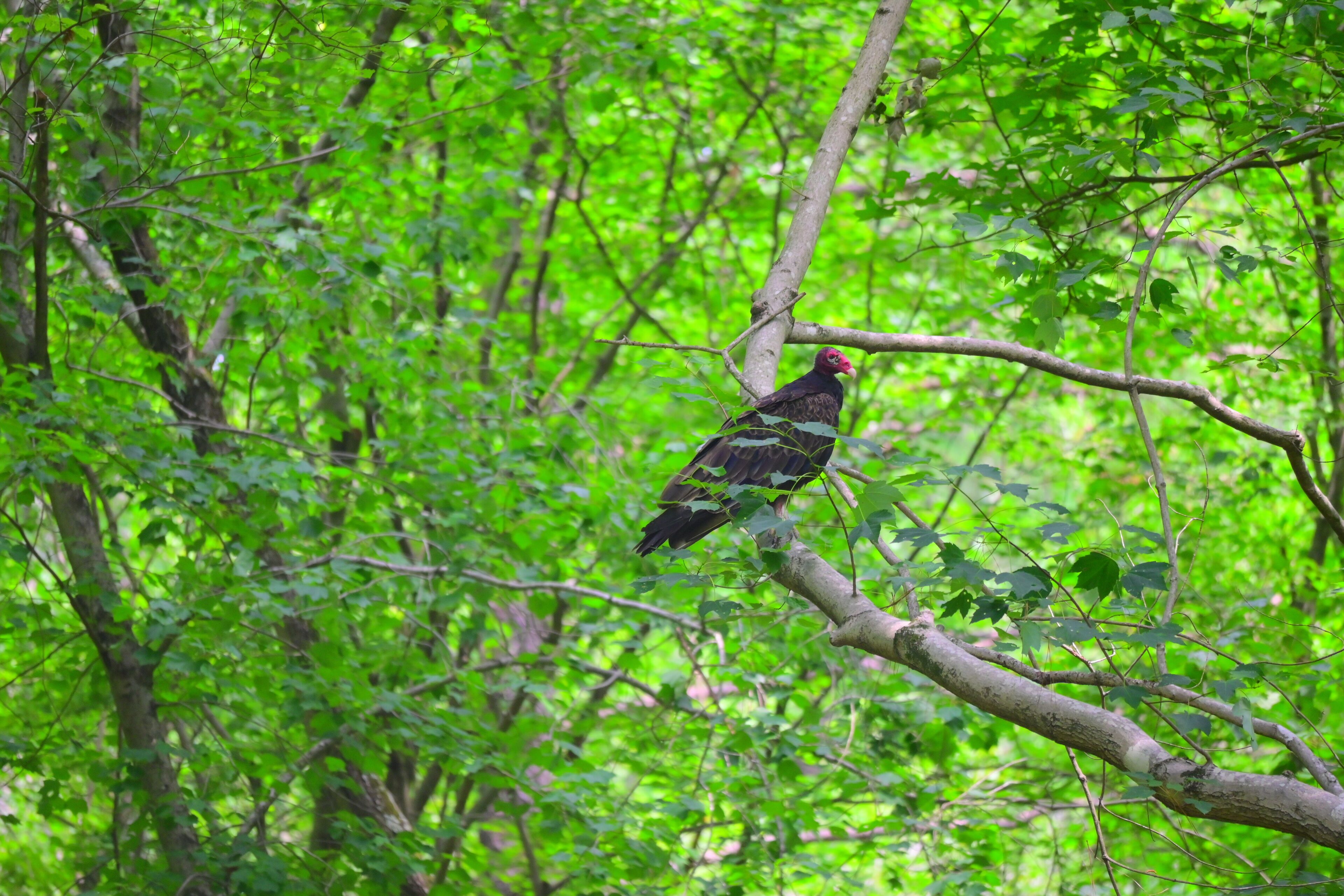 A bird perched on a branch in a dense green forest.