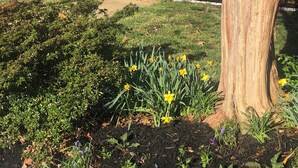 A residential garden with a large tree, a brick house, and a well-maintained lawn. - Comfortable home in Alexandria, walkable to Old Town / Metro, close to DC (Alexandria)