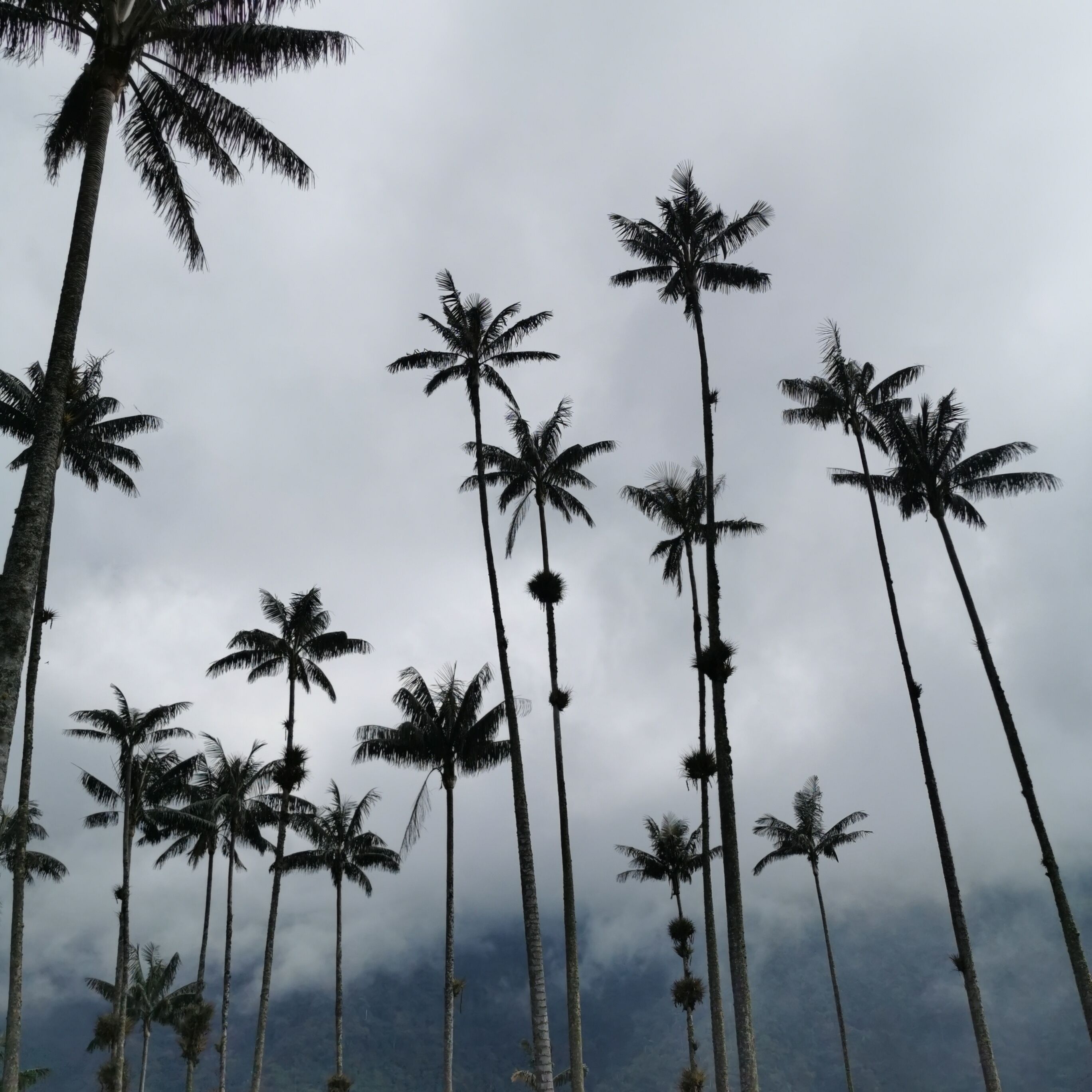 A row of tall palm trees against a cloudy sky.