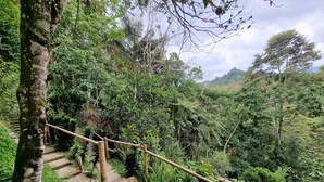 A staircase surrounded by dense greenery, leading to a higher elevation. - Casa Tien (Salento)