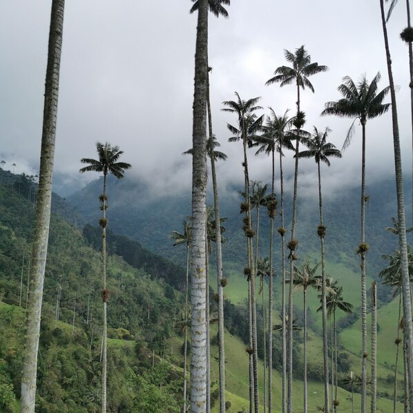 A landscape with tall palm trees and a hilly background. - Casa Tien (Salento)