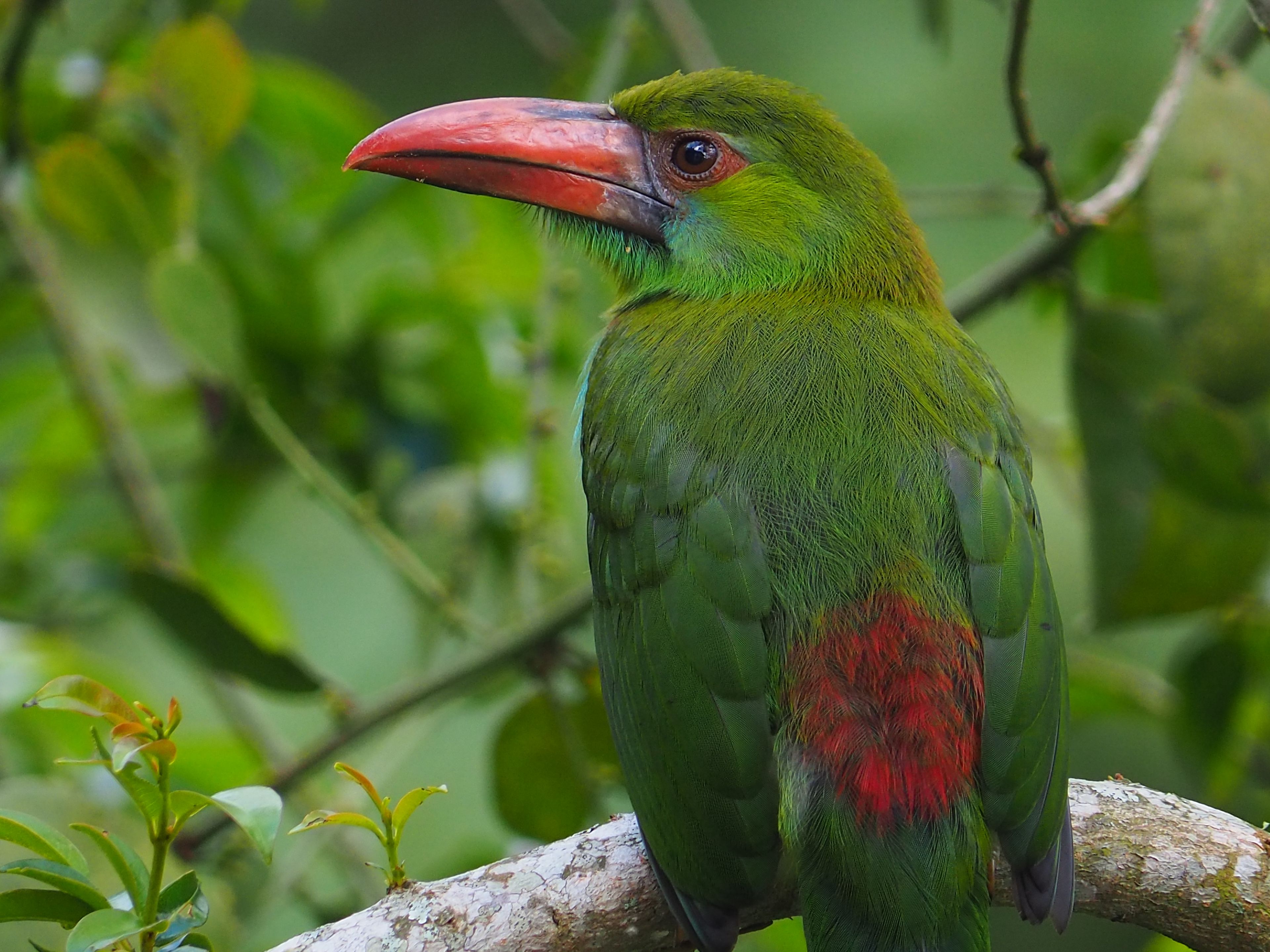 Un pájaro posado en una rama.