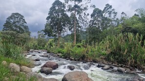 A river flowing through a forested area with rocks and vegetation. - Casa Tien (Salento)