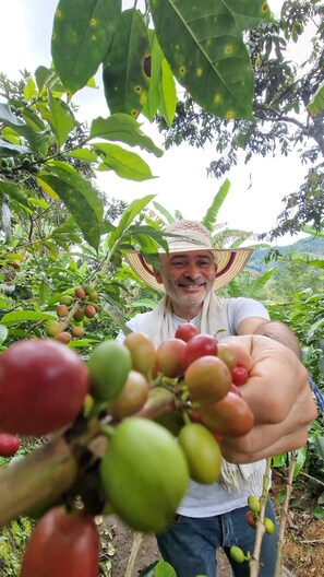A person holding a bunch of green and red fruits, likely from a tree. - Casa Tien (Salento)