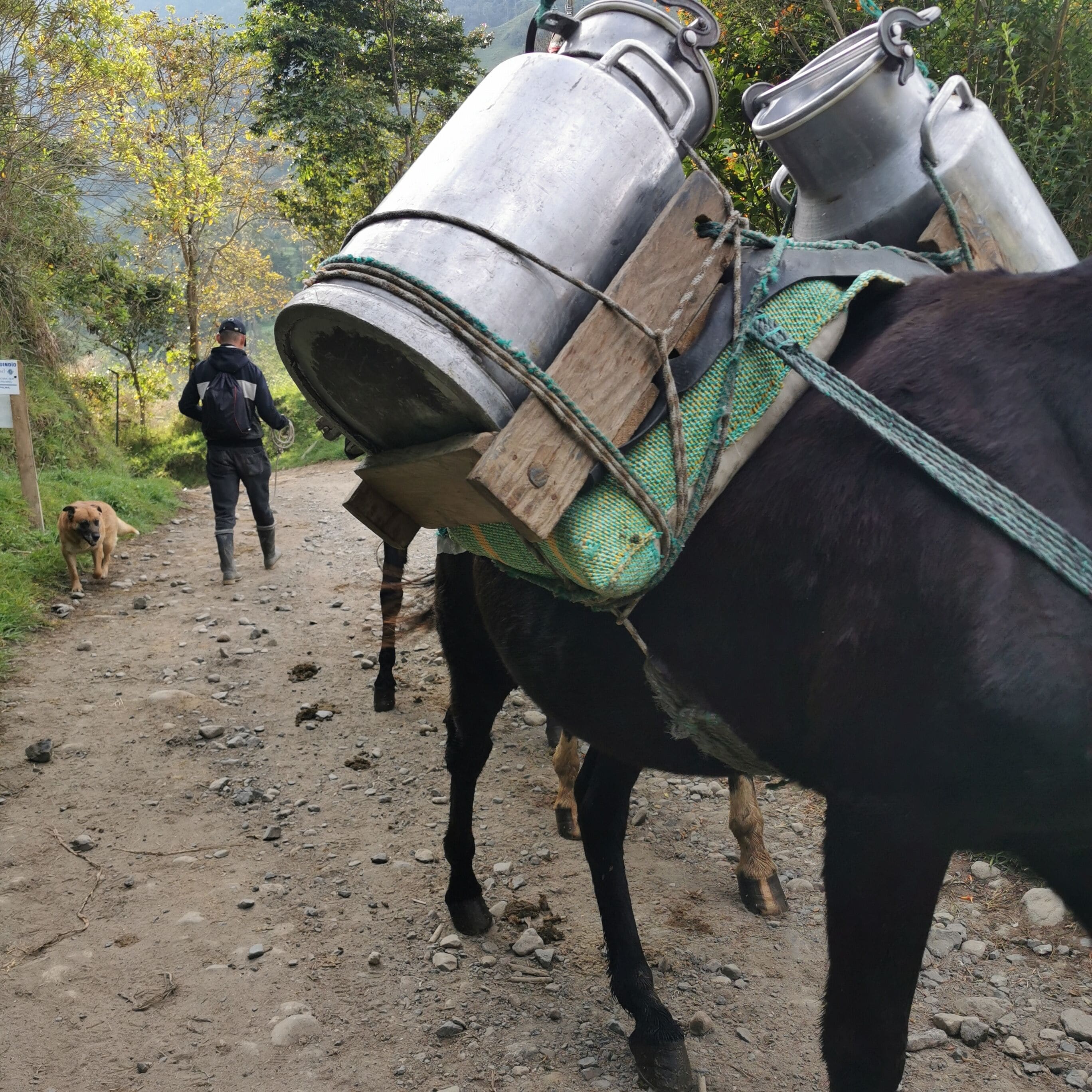 A donkey carrying metal containers on its back, walking on a dirt path with a person and a dog in the background.