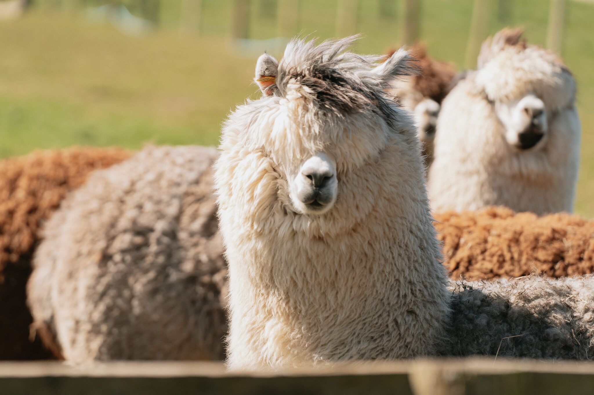 A close-up of a llama with a fluffy white and brown coat, standing in a grassy field.