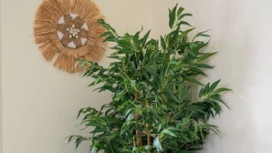 A living room with a blue sofa, a decorative wall piece, and a large green plant.