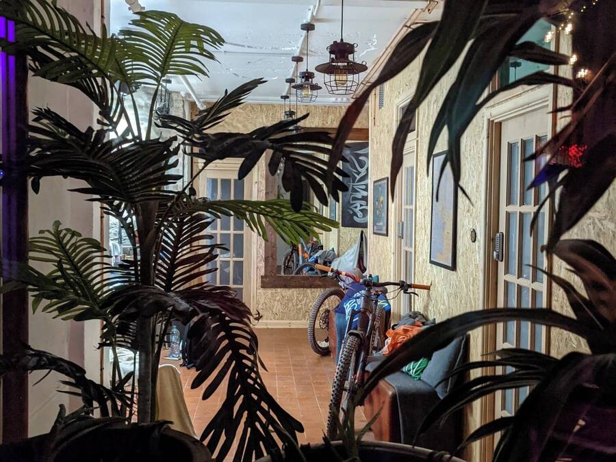 A narrow hallway with a bicycle parked against the wall, surrounded by large potted plants.
