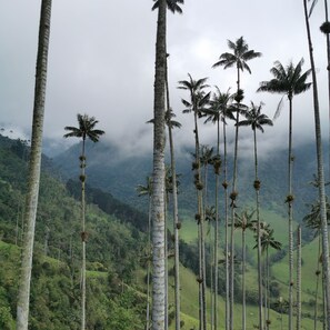 Un paisaje con altas palmeras y un fondo montañoso.