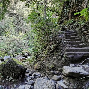 Una escalera de piedra rodeada de follaje denso y rocas.
