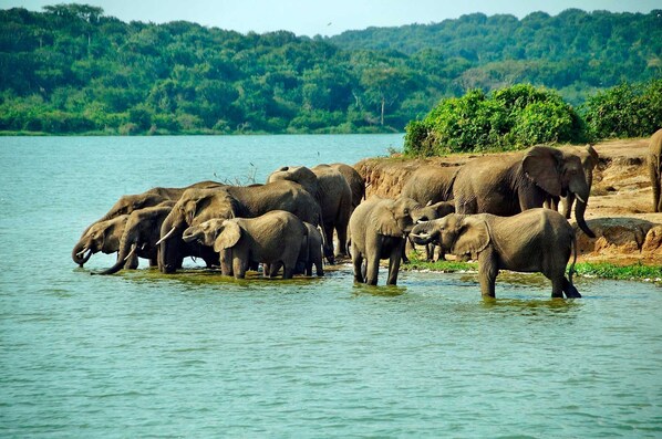 Un groupe d’éléphants près d’une rivière.