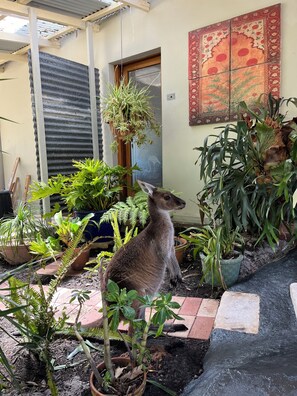 Property grounds - Kanga Cottage - Pet friendly!
Two Peoples - Bay Stays (Kalgan)