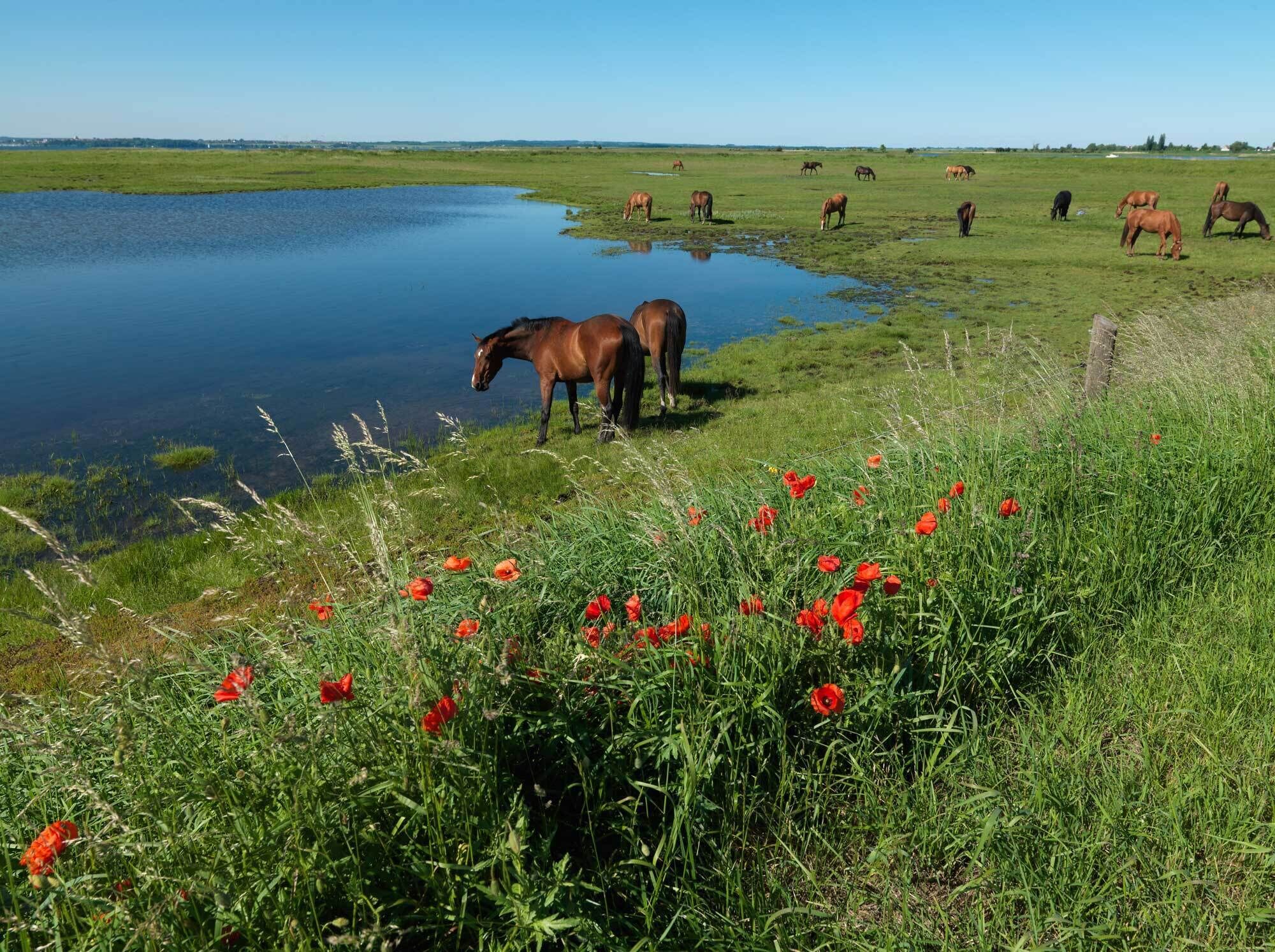 A serene landscape with horses grazing near a body of water, surrounded by lush greenery and red poppies.