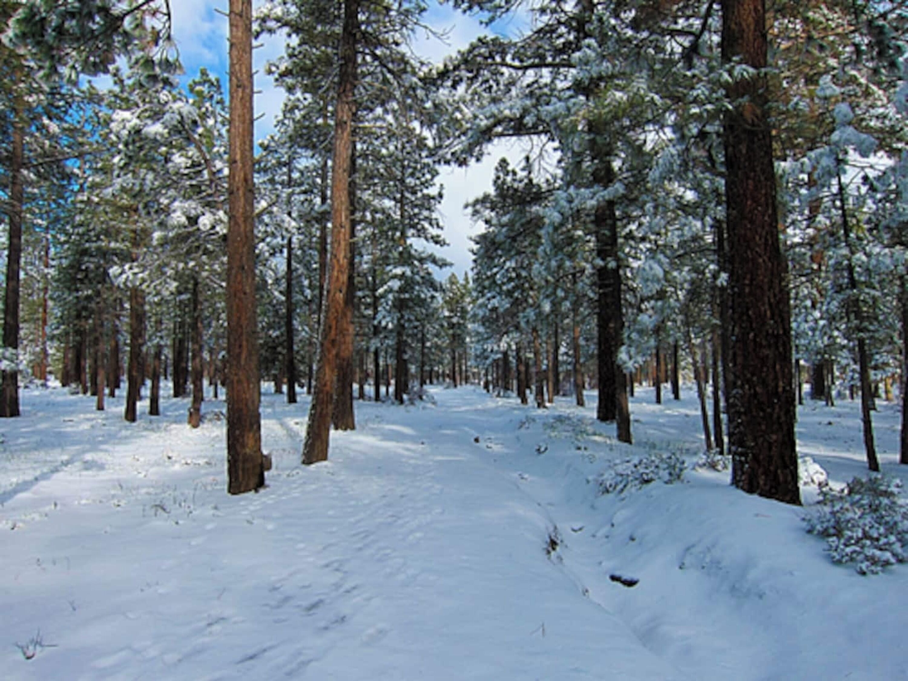 En snötäckt skog med höga tallar och en klar himmel.