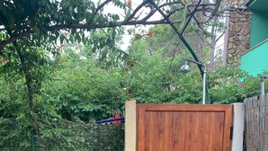 Une porte en bois dans un jardin, agrémenté de plantes en pot et bordé d’un mur de pierres.