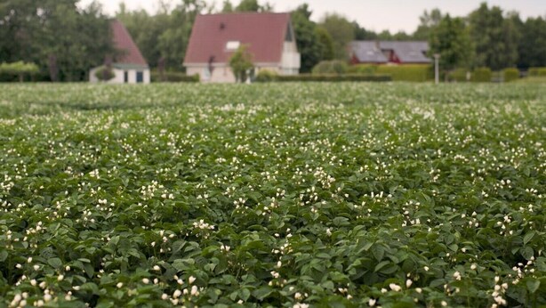 A field of white flowers with a house in the background.