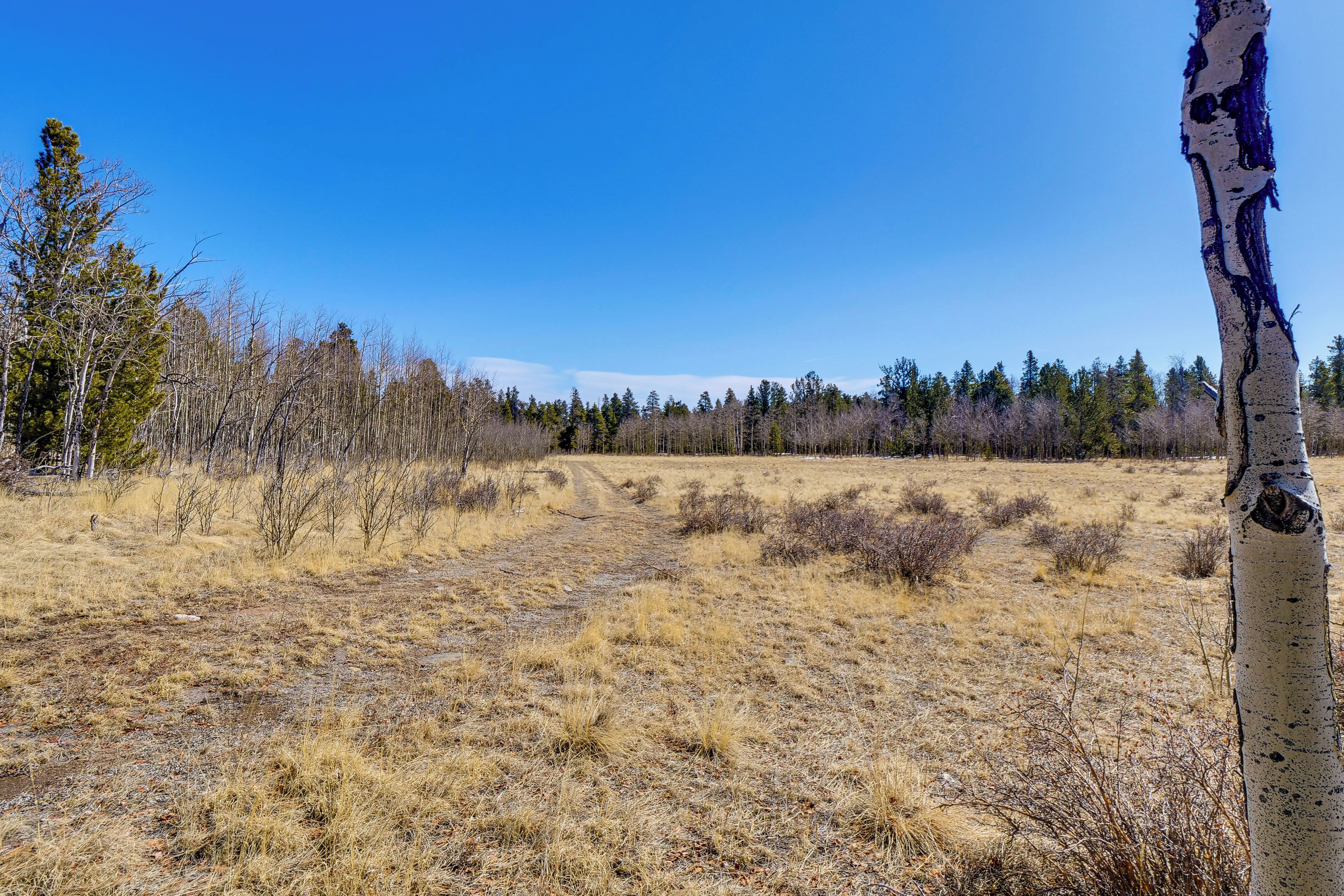 A dry, grassy field with a clear sky and a tree with peeling bark.