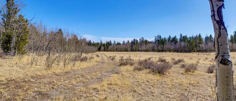 A dry, grassy field with a clear sky and a tree with peeling bark.