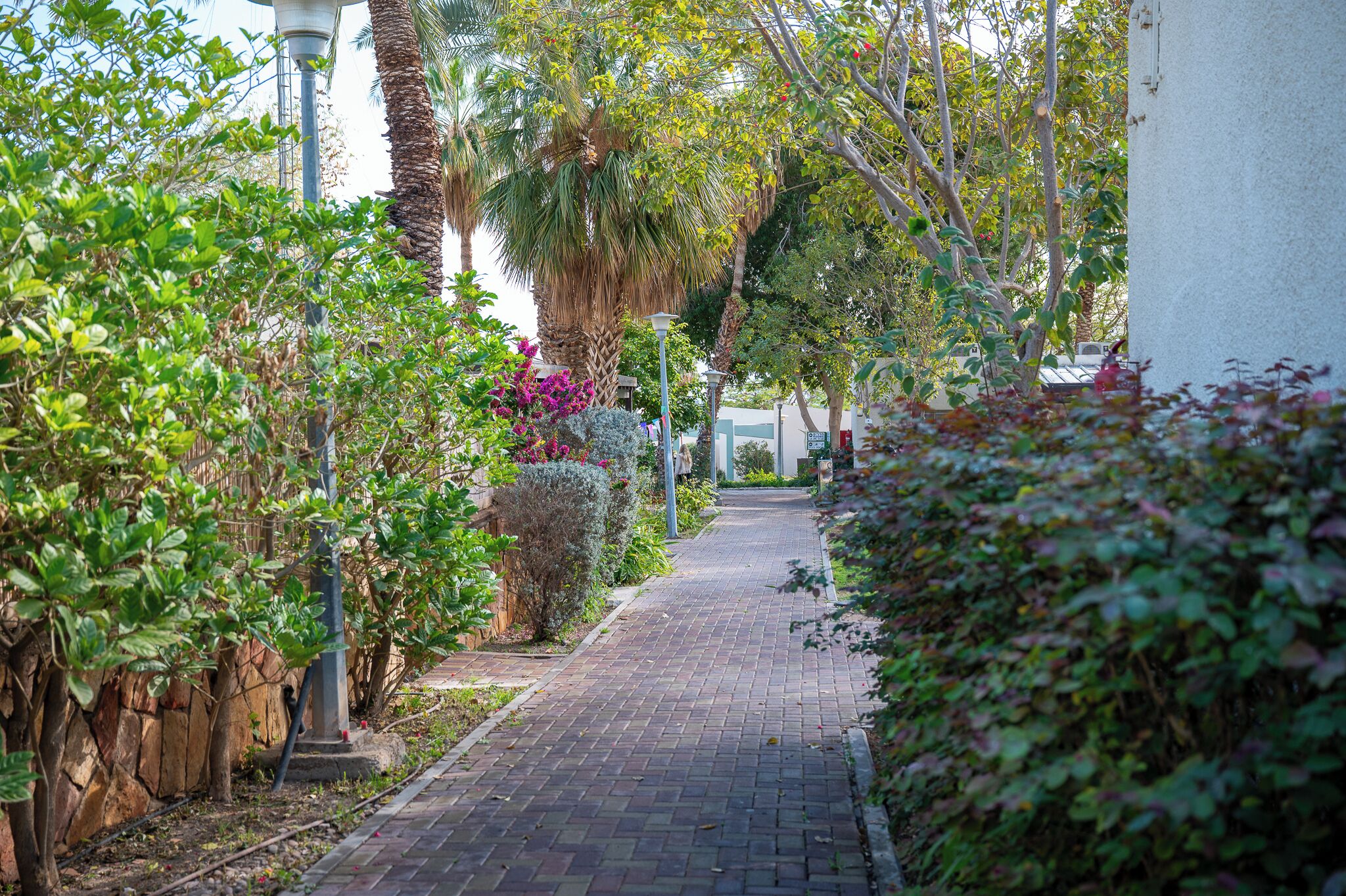 Un sendero pavimentado bordeado de vegetación exuberante y un edificio blanco.