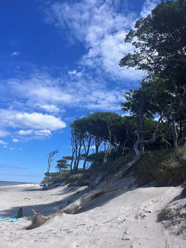 Ein Strand mit blauem Himmel, sandigem Ufer und Bäumen.