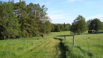 A rural landscape with a dirt path leading through a grassy field, bordered by trees and a wooden fence.