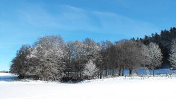 Paisatge nevós amb cel blau clar i una filera d'arbres al fons.