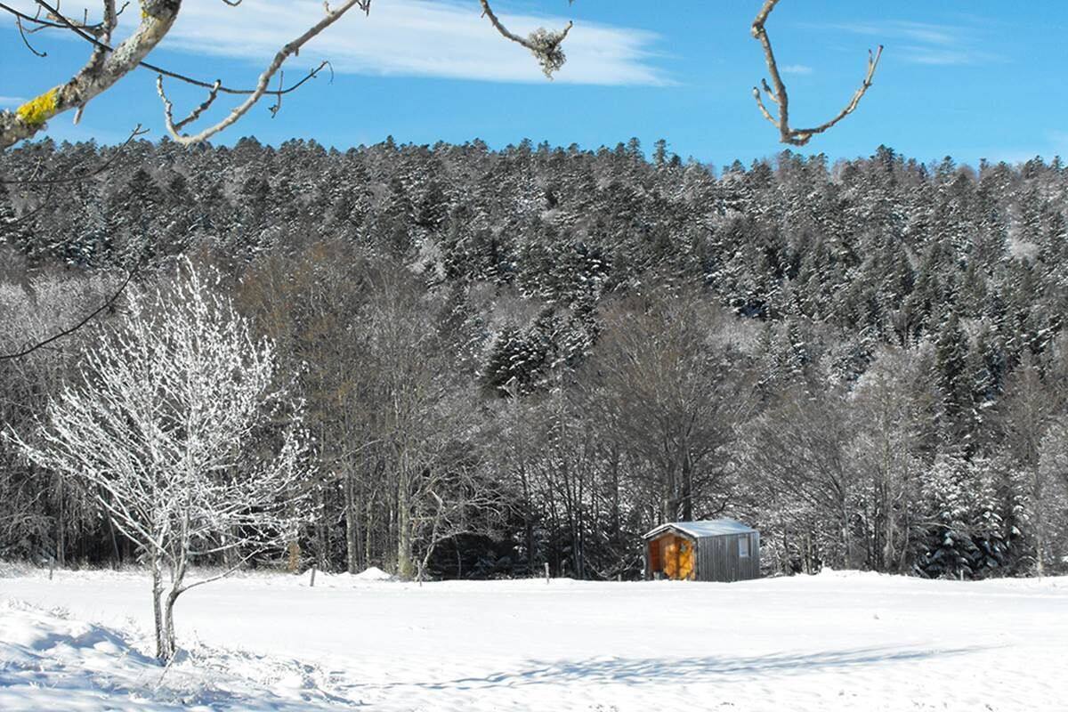 A cabin in a snowy forest with a clear sky.