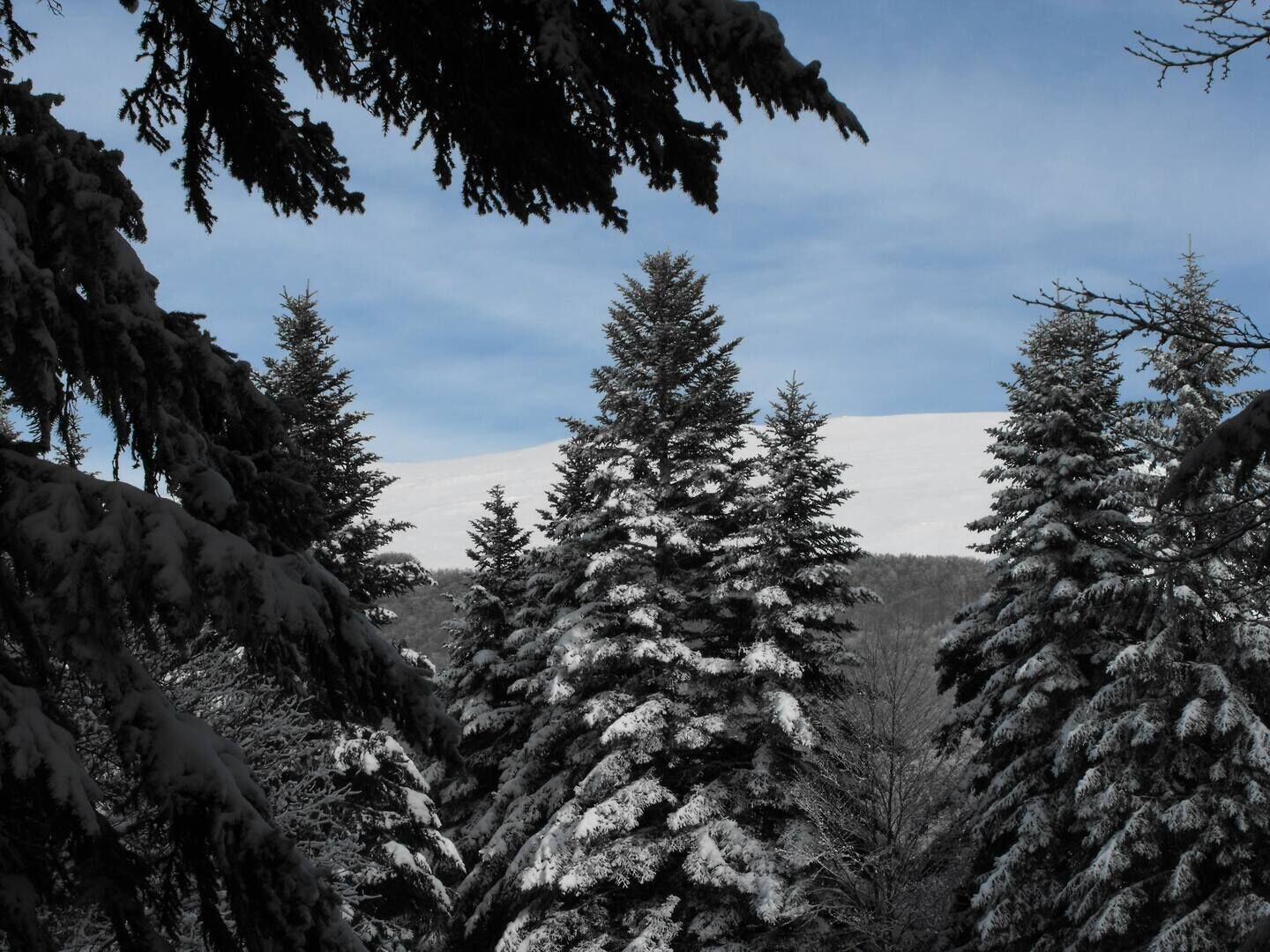 A snowy forest with tall evergreen trees.