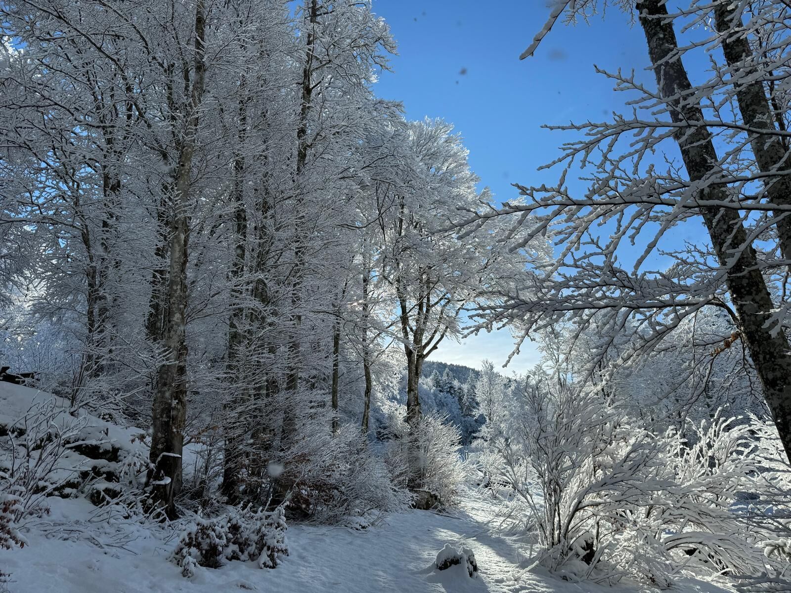 A snow-covered forest path with trees and bushes.